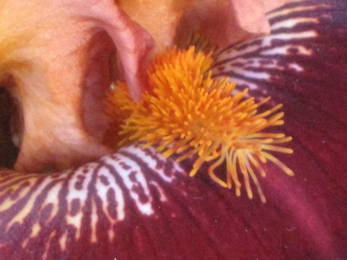Obrazek
