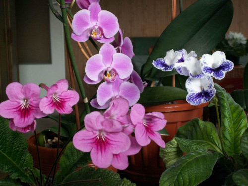 streptocarpus x hybridus