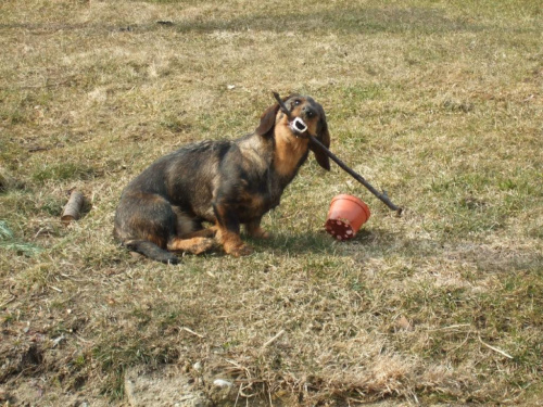 Obrazek