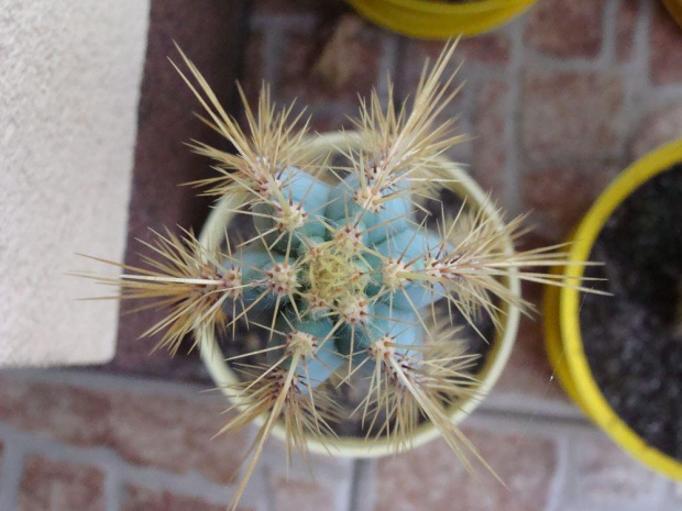 Pilosocereus azureus