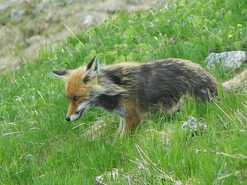 lisek na Kasprowym Wierchu #lis #lisek #tatry #zwierzęta #kasprowy #wierch