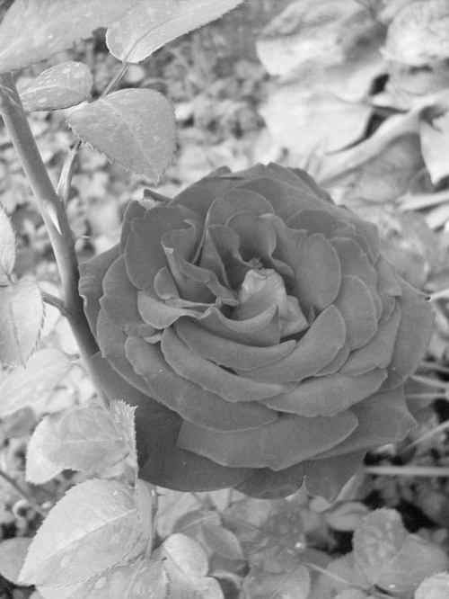 Czerwona róża w czarno białym wykonaniu #kwiat