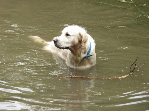 Brutus, Choszczówka, lipiec 2011