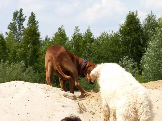 Brutus i Zoja, Choszczówka, lipiec 2011