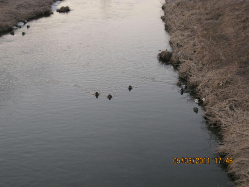 kaczki na rzece