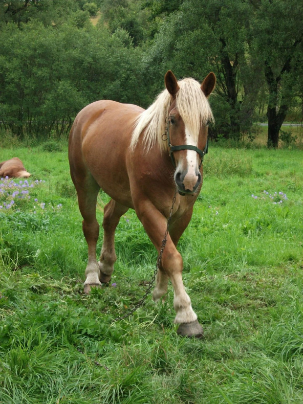 Jabłuszko na dłoni skusiło konika :))