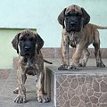 puppies of taurus