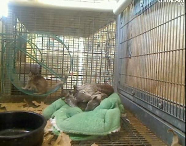 Chyba jest tam gorąco bo zwierzaki śpią na "betach" #Wiewiórki