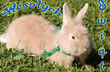 Wesołych Świąt. #królik #święta #WesołychŚwiąt