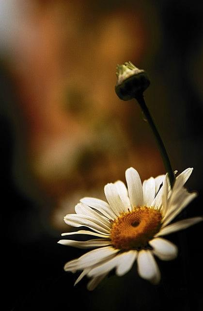 Kwiatek w hdr :) #kwiatek #kwiaty