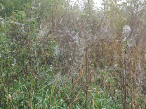 pajęczyny #jesień #pająki #pajęczyny