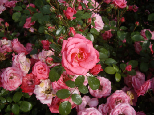 Różyczka ze szczecińskiej "Różanki"