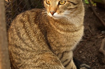 Maciek w Lany Poniedziałek #koty #kot #kocur #Maciek