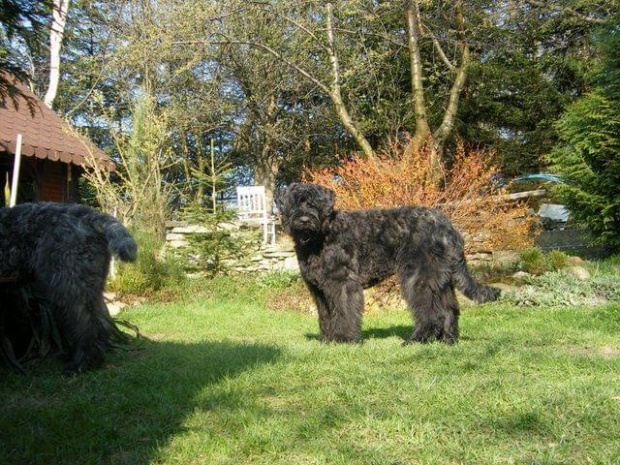 Bouvier des Flandres Breldream #BouvierDesFlandres #breldream #LooserBreldream #LadybirdBreldreram #LavinaBreldream