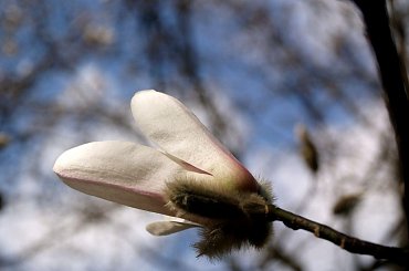 #wiosna #kwiat #OgródBotaniczny #magnolia