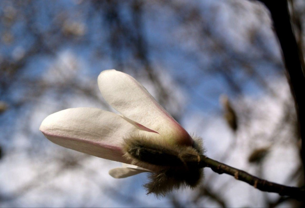 #wiosna #kwiat #OgródBotaniczny #magnolia