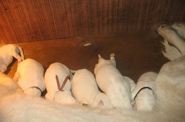 białeowczarki szwajcarskie -1 dniowe #BiałyOwczarekSzwajcarski #szczenięta #owczarki