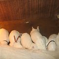 białeowczarki szwajcarskie -1 dniowe #BiałyOwczarekSzwajcarski #szczenięta #owczarki