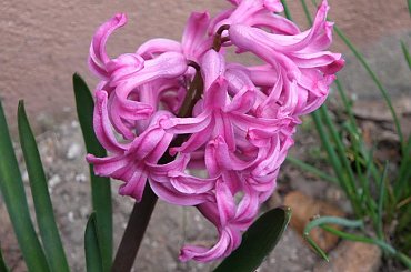 pak #pzk #natura #przyroda #tapeta #wiosna #makro