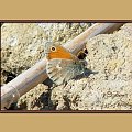 Powiew pustyni - Strzępotek ruczajnik - Coenonympha pamphilus (=Coenonympha lyllus) (Linnaeus, 1758) czyli maj w Polanicy :-) #motyl #strzępotek