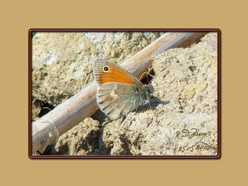 Powiew pustyni - Strzępotek ruczajnik - Coenonympha pamphilus (=Coenonympha lyllus) (Linnaeus, 1758) czyli maj w Polanicy :-) #motyl #strzępotek