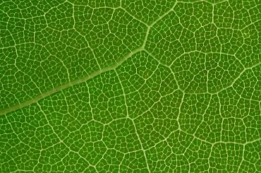 #liść #makro #PowerShot #Canon #S2IS #Raynox