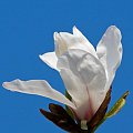 #drzewo #magnolia #natura #wiosna