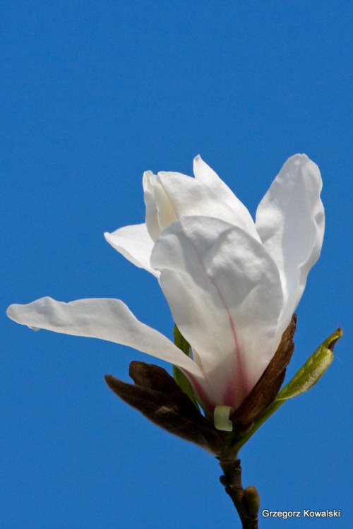 #drzewo #magnolia #natura #wiosna