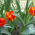 tulipanków nigdy za wiele