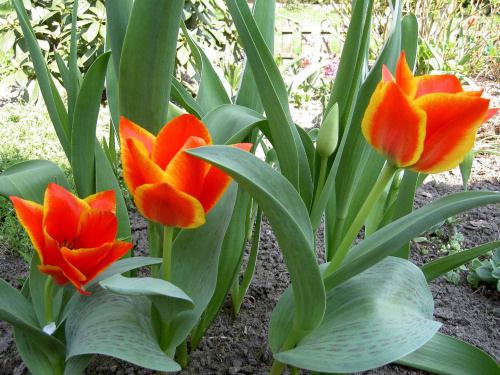 tulipanków nigdy za wiele