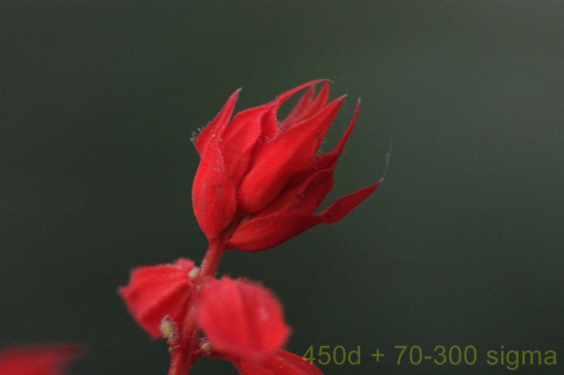 canon 450d + sigma dg 70-300 macro