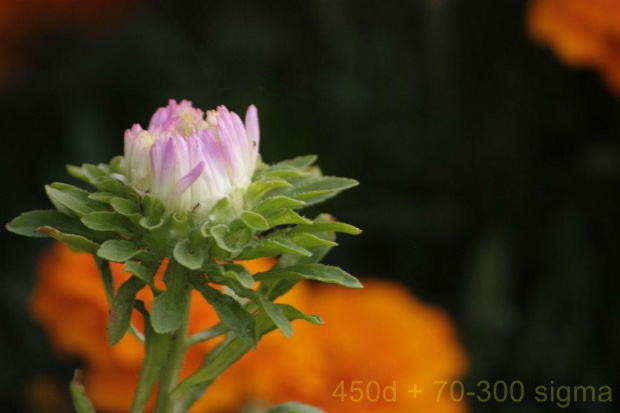 canon 450d + sigma dg 70-300 macro