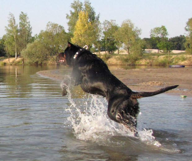 Amigo 2011-08-18 #amigo #psy #rottweiler