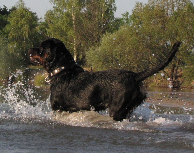 Amigo 2011-08-18 #amigo #psy #rottweiler