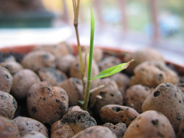 Phyllostachys pubescens
Młody u boku:)