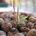 Phyllostachys pubescens
Młody u boku:)