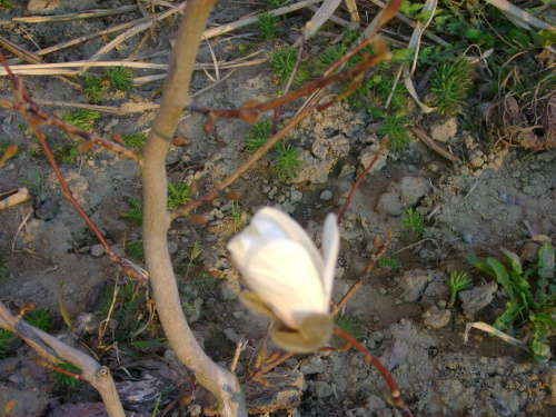 Pierwsze paczki na magnoli.