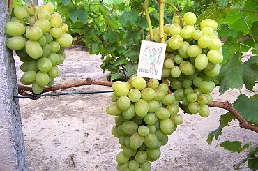 Łora #grona #winorośl