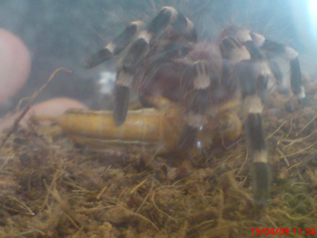 Geniculata vs szarańcza