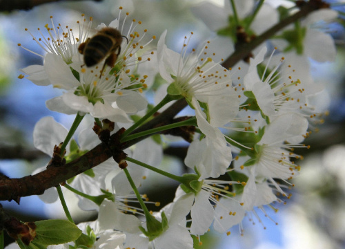 #Bralin #kwiaty #wiosna #drzewo #pszczoła #owad