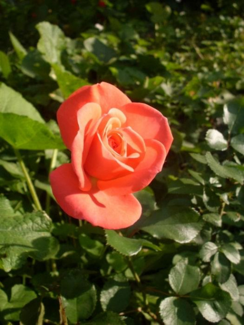 Róża #kwiat