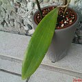 Hoya Sp.Bulusan