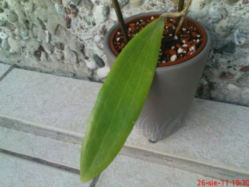 Hoya Sp.Bulusan