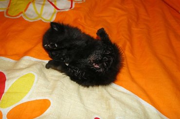 Koty do adopcji #adopcja #adopcje #Gliwice #kocięta #kot #kotki #koty #pomoc #przygarnę #schronisko #zaadoptuję #zwierzęta