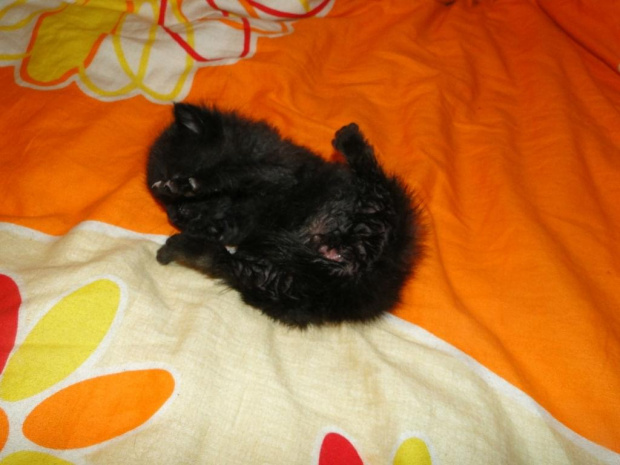 Koty do adopcji #adopcja #adopcje #Gliwice #kocięta #kot #kotki #koty #pomoc #przygarnę #schronisko #zaadoptuję #zwierzęta