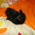 Koty do adopcji #adopcja #adopcje #Gliwice #kocięta #kot #kotki #koty #pomoc #przygarnę #schronisko #zaadoptuję #zwierzęta