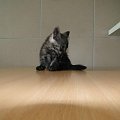 Koty do adopcji #adopcja #adopcje #Gliwice #kocięta #kot #kotki #koty #pomoc #przygarnę #schronisko #zaadoptuję #zwierzęta