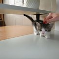 Koty do adopcji #adopcja #adopcje #Gliwice #kocięta #kot #kotki #koty #pomoc #przygarnę #schronisko #zaadoptuję #zwierzęta
