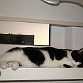 Koty do adopcji #adopcja #adopcje #Gliwice #kocięta #kot #kotki #koty #pomoc #przygarnę #schronisko #zaadoptuję #zwierzęta