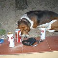 Lipiny 2011